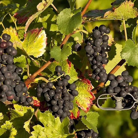 A La Vignette - Colmar-nord Otel