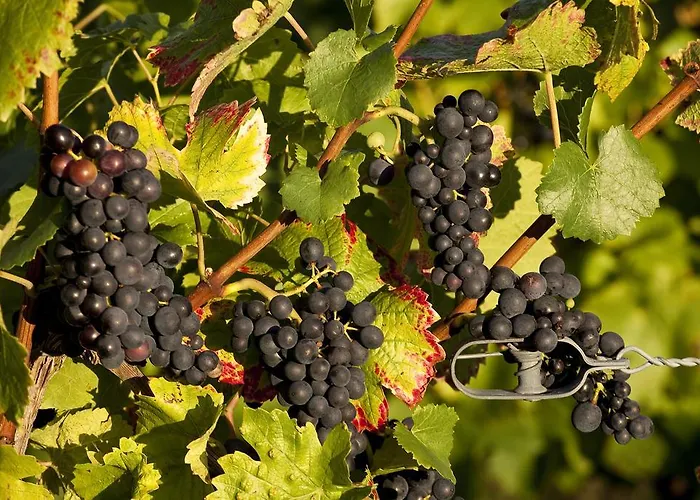 A La Vignette - Colmar-nord Hotel